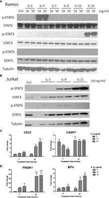 Interleukins 4 and 21 Protect Anti-IgM Induced Cell Death in Ramos B Cells: Implication for Autoimmune Diseases